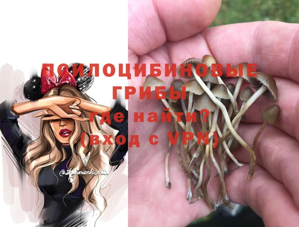 прущие грибы Армянск